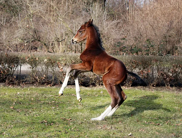 Stutfohlen von Tamino