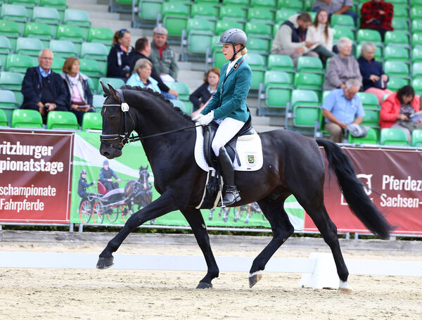 Reitpferdeprüfung Bundeschampionat Moritzburg