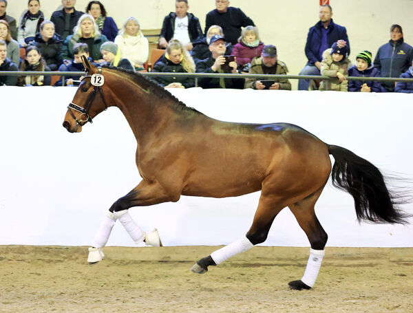 Hengstpräsentation Reitpferde Moritzburg