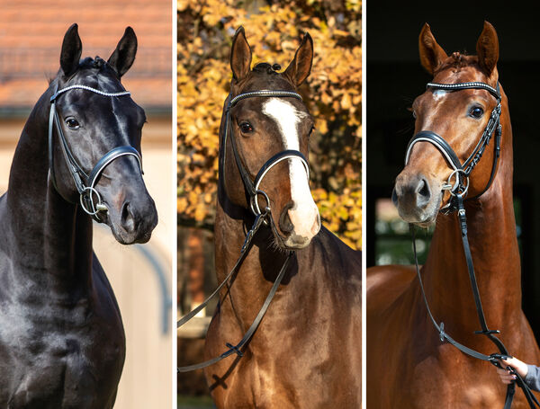 Portraits Fair Deal OLD, DIACORD, VIVA VITALIS
