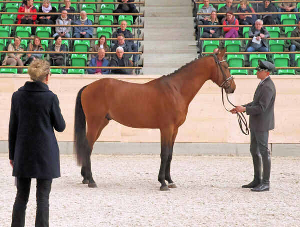 HELLO SAM an der Hand von GW Tim Süß