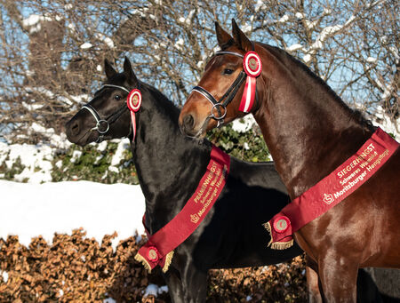 Neujahrsgrüße aus Moritzburg