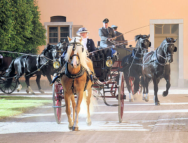 Fünf Pferde vor drei Kutschen, vorn im Bild ein Haflinger