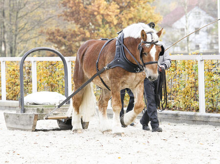 Cold-blooded stallion in pulling