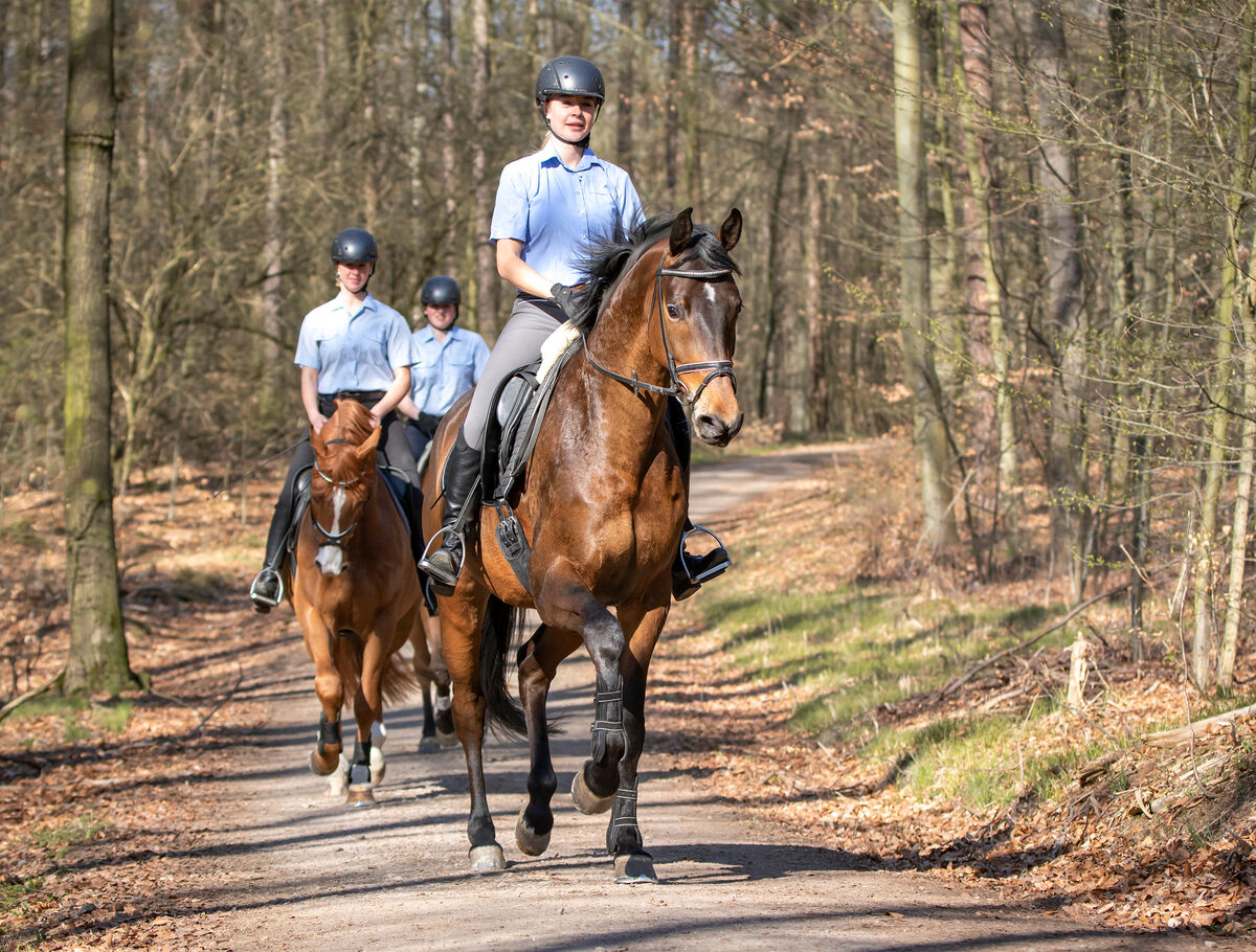 Chance für ein neues Reitrecht im Wald SGV Sächsische Gestütsverwaltung