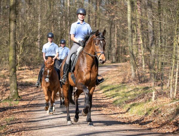 Konsultationsverfahren zur geplanten Novellierung des Waldgesetzes