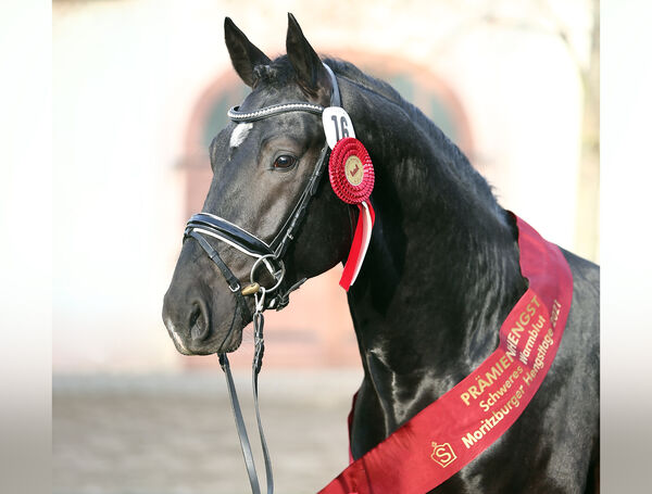 Neuzugang Schweres Warmblut von Loriot - Elbling