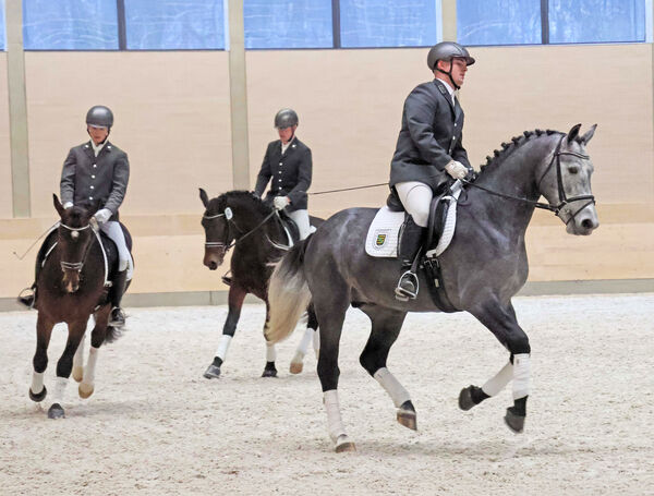 Remontehengste unter dem Sattel