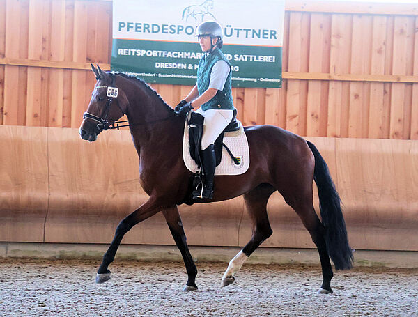 Pferd und Reiter im Trab in der Halle