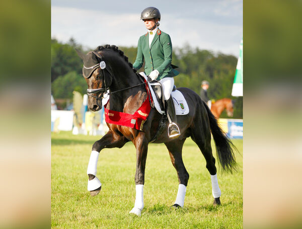 Landgestüt Moritzburg Landeschampionat Burgstädt