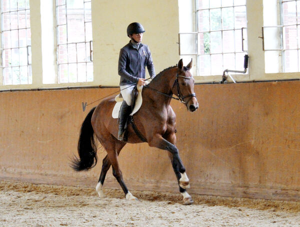 Feldprüfung Stuten Hauptgestüt Graditz