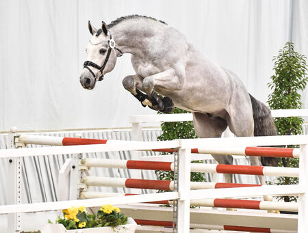 Neuzugang Cornet's Fine Edition