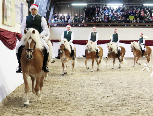 Hengste im Advent im Landgestüt Moritzburg