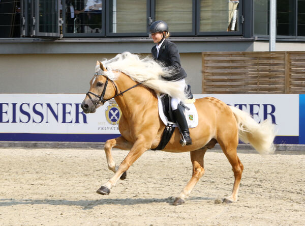 Fohlenchampionat Landgestüt Moritzburg