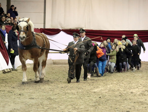 Hengste im Advent im Landgestüt Moritzburg