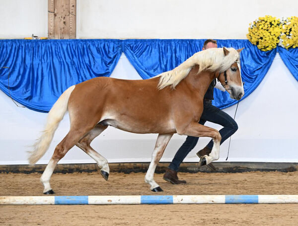 Bandit im Trab an der Hand