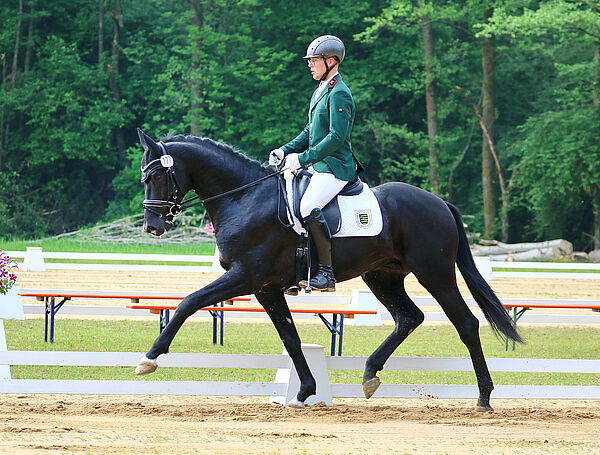 Reiter und Pferd im Trab