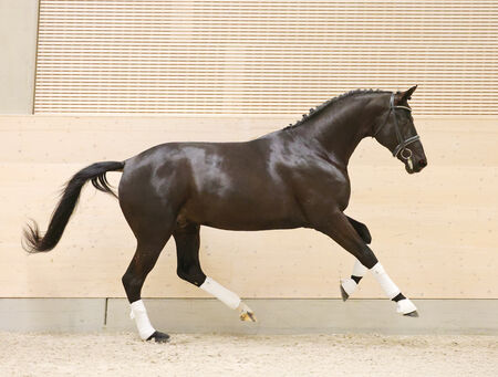 Präsentation Reitpferde und Reitponys - zum Beitrag