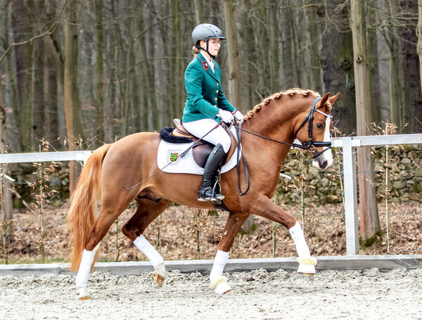 Hengstleistungsprüfung Der kleine Leonardo