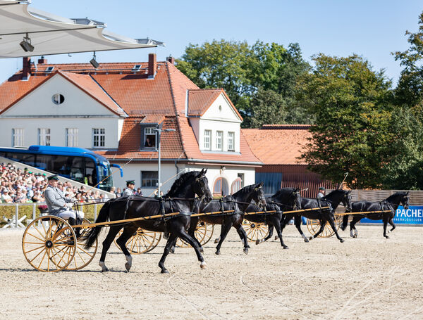 Dritte Moritzburger Hengstparade 2024