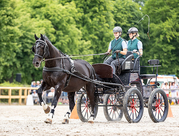 Ein schwarzes Pferd vor dem Wagen im Galopp