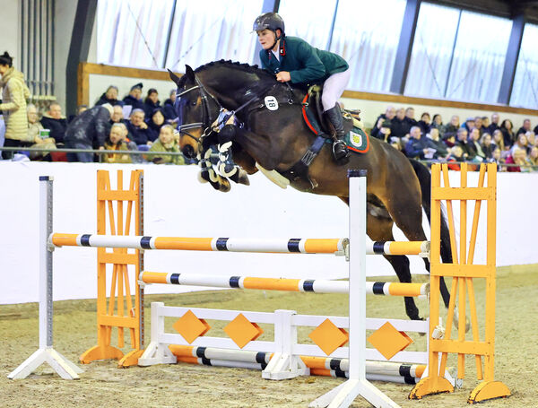 Hengstpräsentation Reitpferde Moritzburg