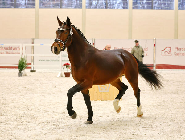 Vesuv zur Körung im Trab