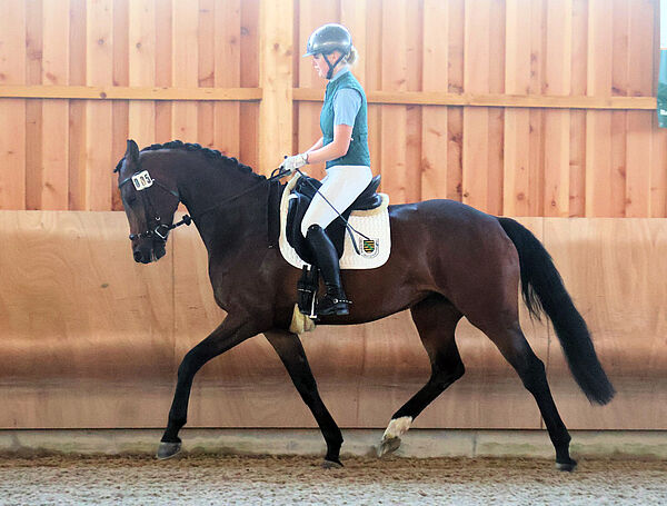 Pferd und Reiter im Trab in der Halle