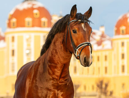 Portrait CENTURIO v. Casco