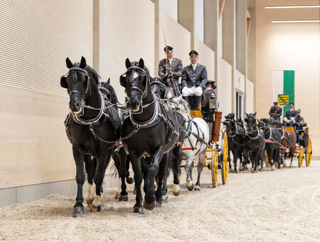 Präsentation Schweres Warmblut, Kaltblut und Haflinger - zum Beitrag
