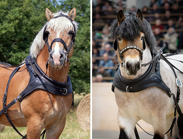 Portrait zweier Kaltbluthengste, links ein Blondfuchs, rechts ein Braunschimmel 