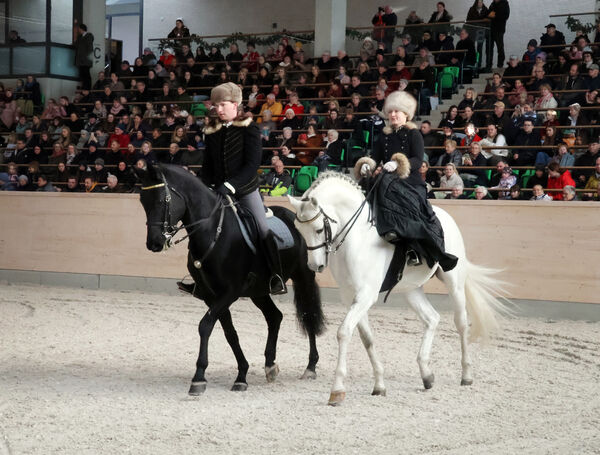 Hengste im Advent 2025