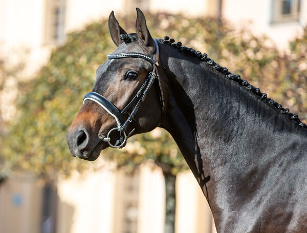 Neue Hengste im Landgestüt Moritzburg 2020