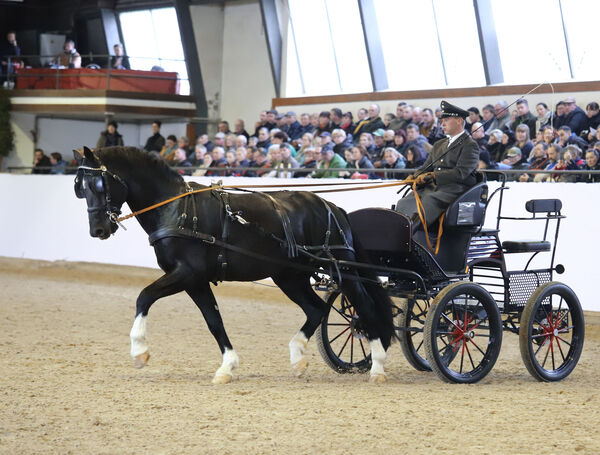 Hengstpräsentation Moritzburg