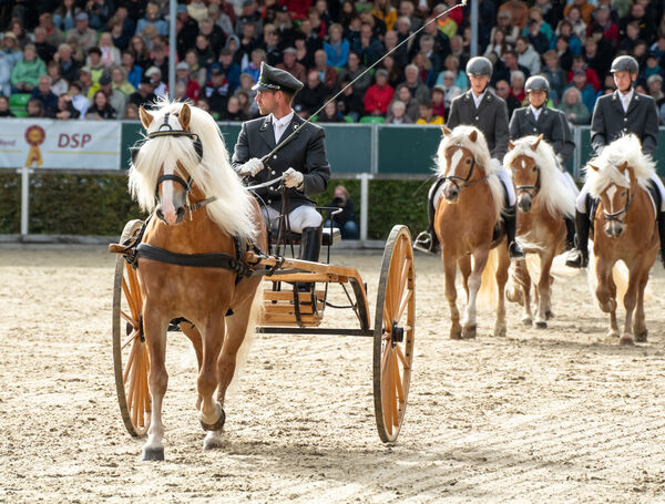 Zweite Moritzburger Hengstparade