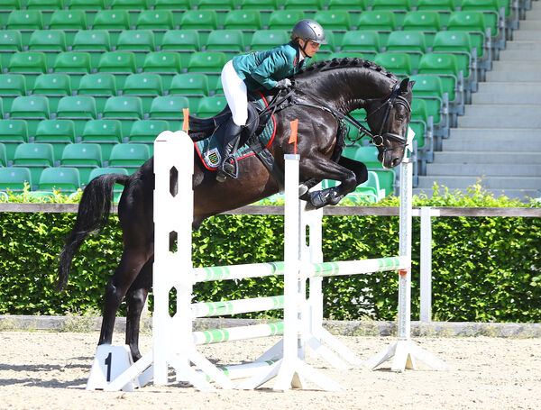 Jungpferdetag Moritzburg