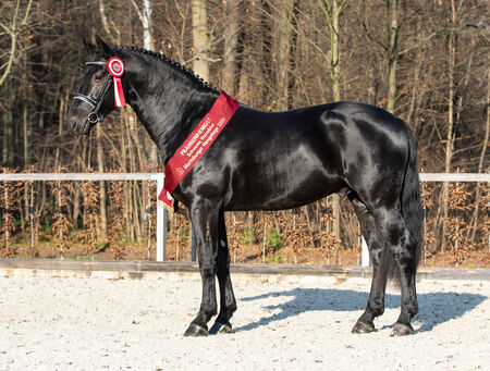 Prämienhengst Moritzburger Hengsttage 2020