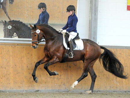 Hengstleistungsprüfung Dressur Schlieckau