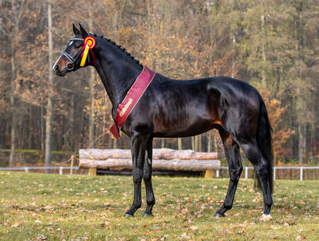 QUIRINO BLACK Landgestüt Moritzburg