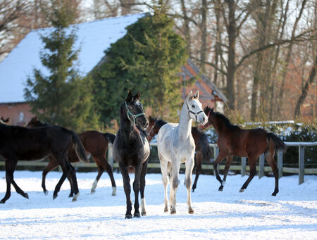 Zwei Junghengste stehen nebeneinander und schauen nach rechts