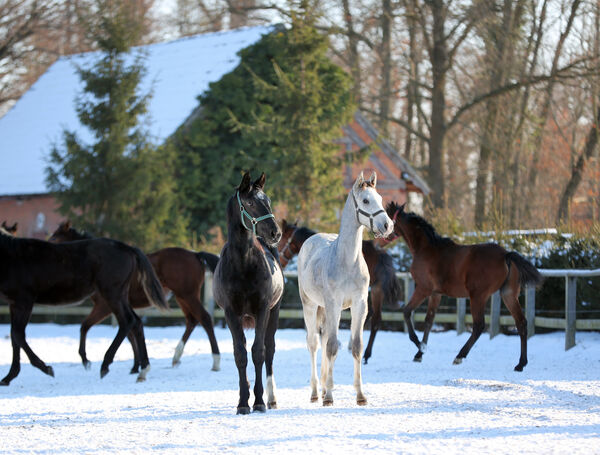 Zwei Junghengste stehen nebeneinander und schauen nach rechts