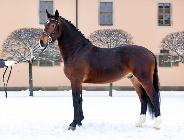 Neuzugang VESUV im historischen Innenhof