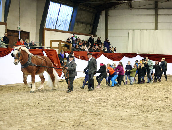 Hengste im Advent im Landgestüt Moritzburg
