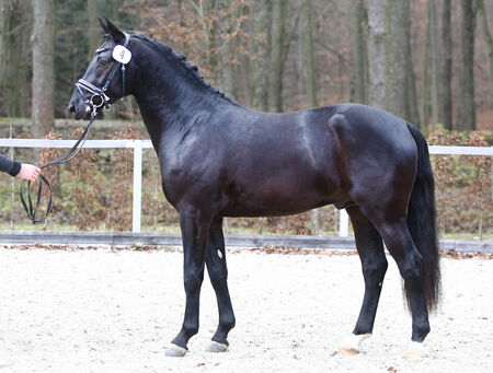 Excalibur v. Effekt-Eklatant