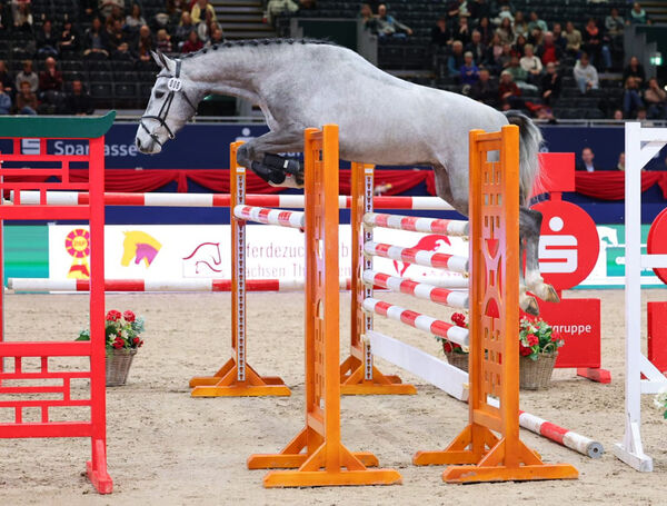 Contoro über dem Sprung