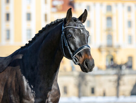 12. Verkaufspferdewoche vom 11. bis 19. April 2026 - zum Beitrag