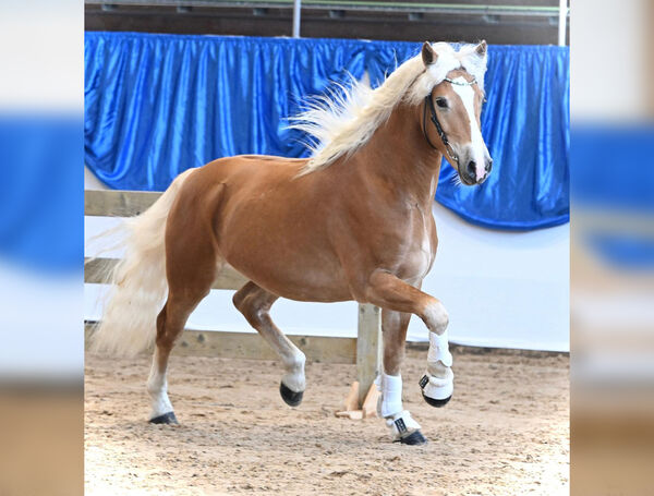 Bandit im Trab freilaufend