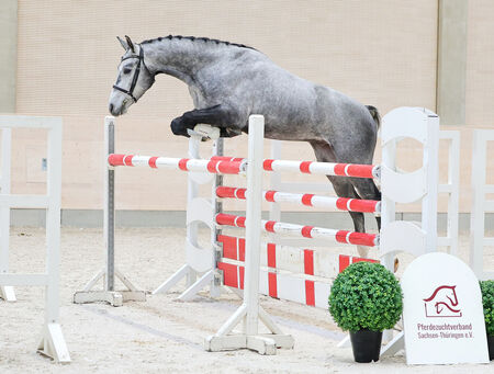 Moritzburger Freispringchampionat 2025