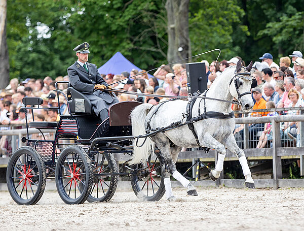 Ein weißes Pferd vor dem Wagen galoppiert vor voll besetzter Tribüne
