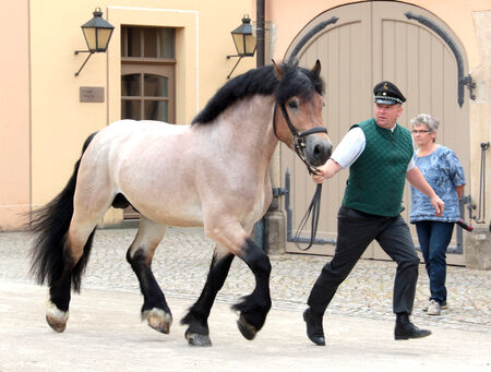 Nachmittag für Moritzburger im Landgestüt